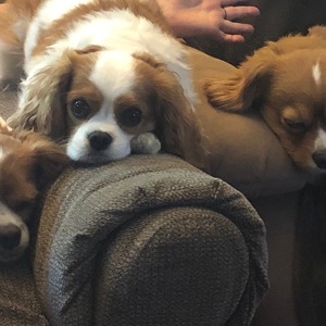 Fundraising Page: Haley Janzen